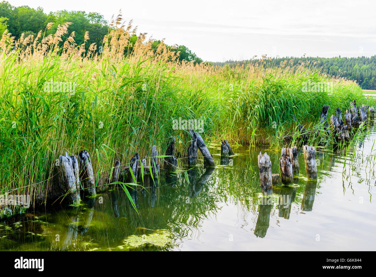 Rotting Reeds And Rushes Reeds in bloom and debris after an old wooden bridge or jetty Stock ...