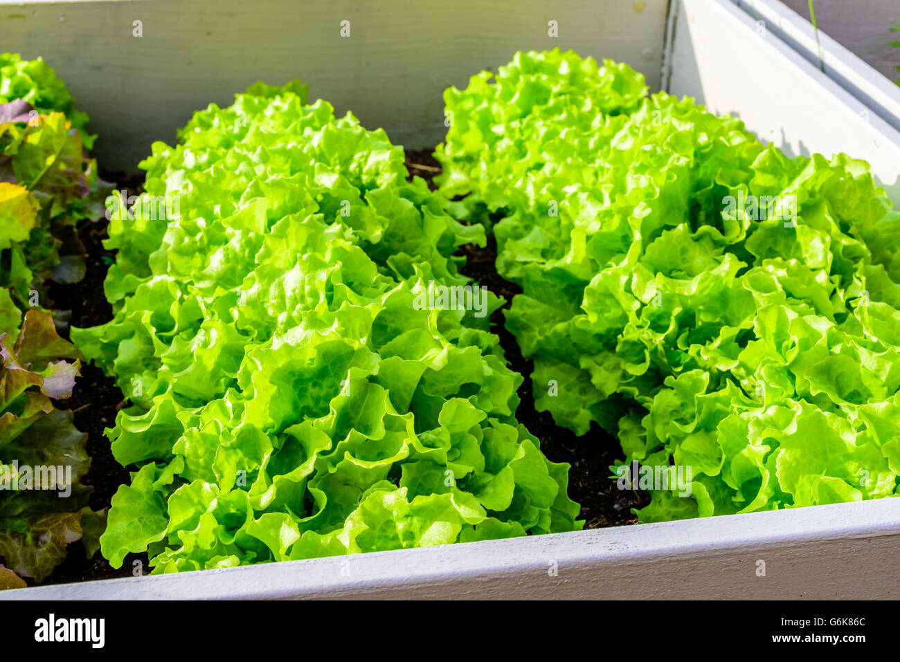 Growing Lettuce In Raised Gardening Beds Made Of Recycled Pallet Collars Growing Lettuce In Raised Gardening Beds Made Of Recycled Pallet Collars