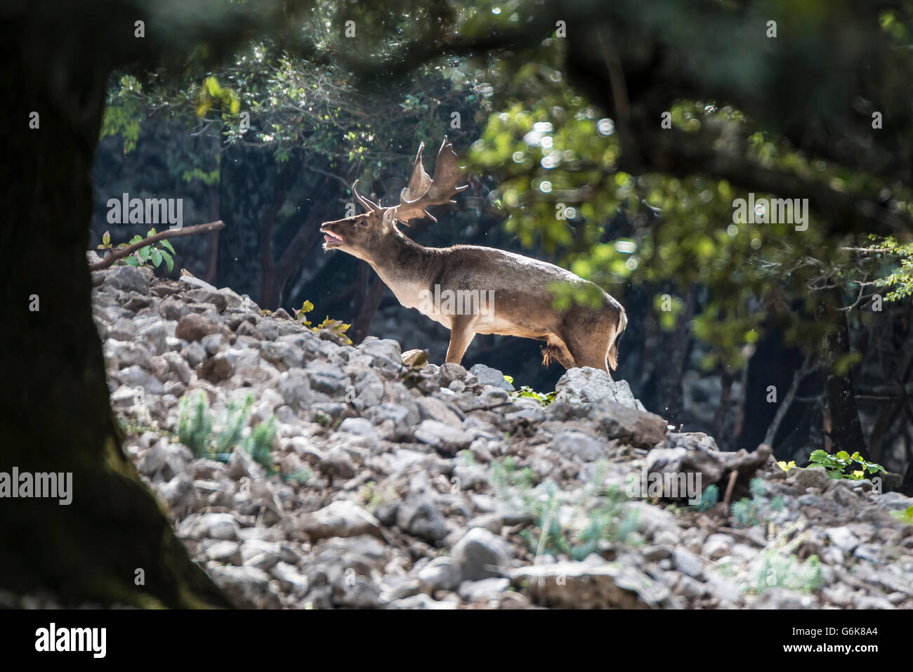 Fallow Bucks Rut Sicily, Parco delle Madonie, fallow buck during the rut time Stock ...