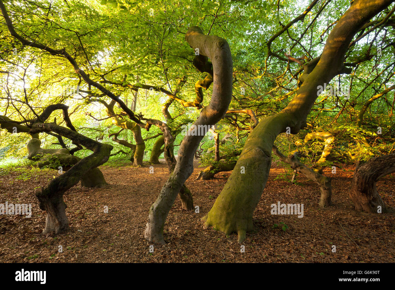 gummibaum feng shui Gummibaum XL | Ficus elastica