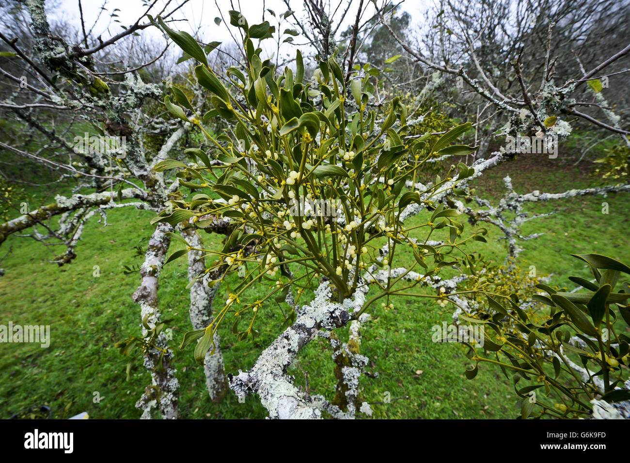 Mistletoe at Cotehele Stock Photo