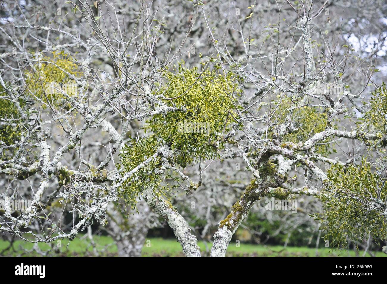 Mistletoe at Cotehele Stock Photo