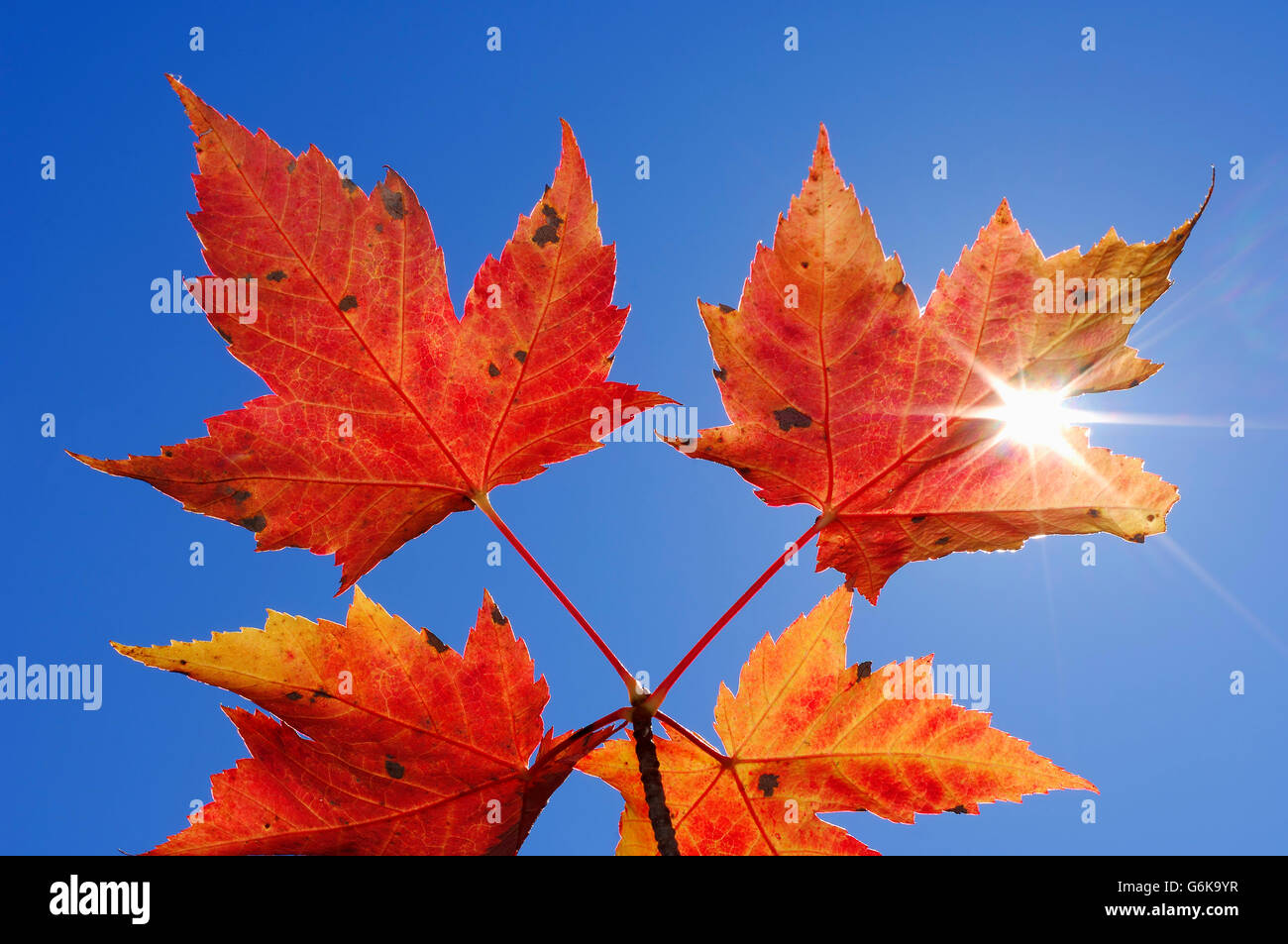 Autumnal maple leaves against clear blue sky at backlight Stock Photo ...