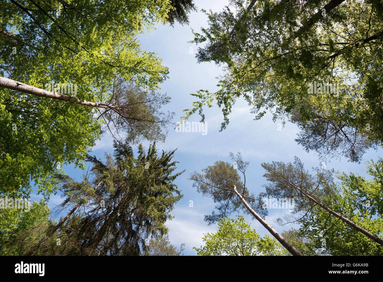 Worm's eyeview of trees in a mixed forest Stock Photo