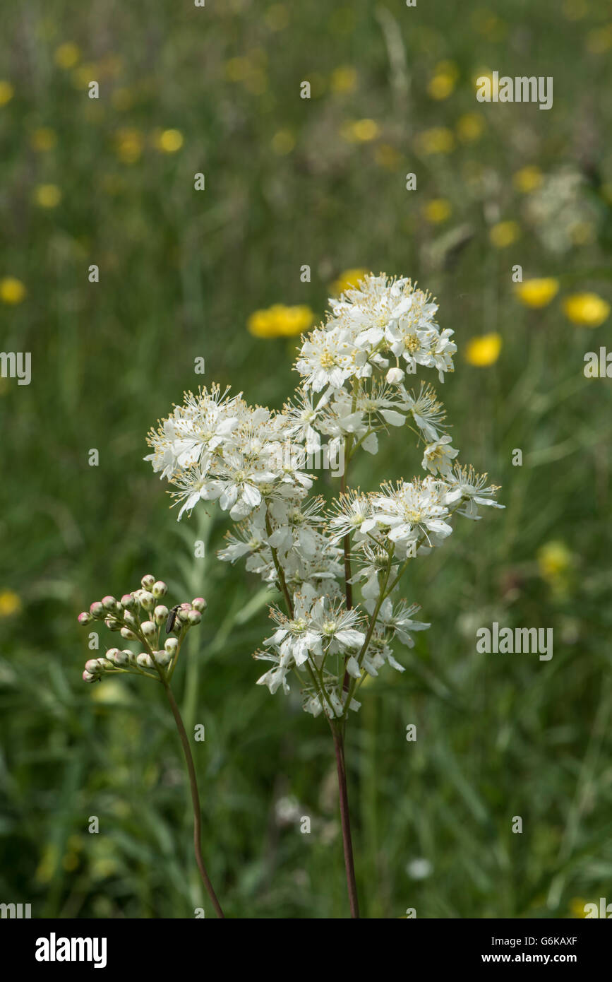 Dropwort, Filipendula vulgaris, growing in a water-meadow, Surrey, UK. June. Stock Photo