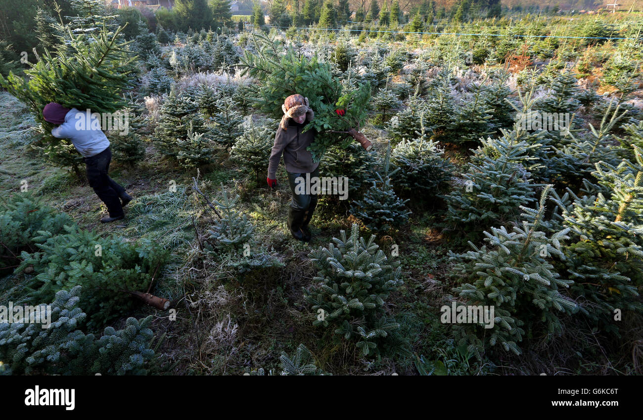 Christmas trees preparation Stock Photo Alamy