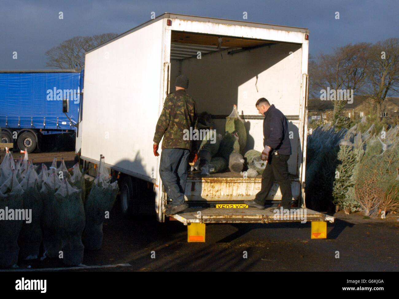 Christmas trees being loaded into trucks prior to despatch to retailers
