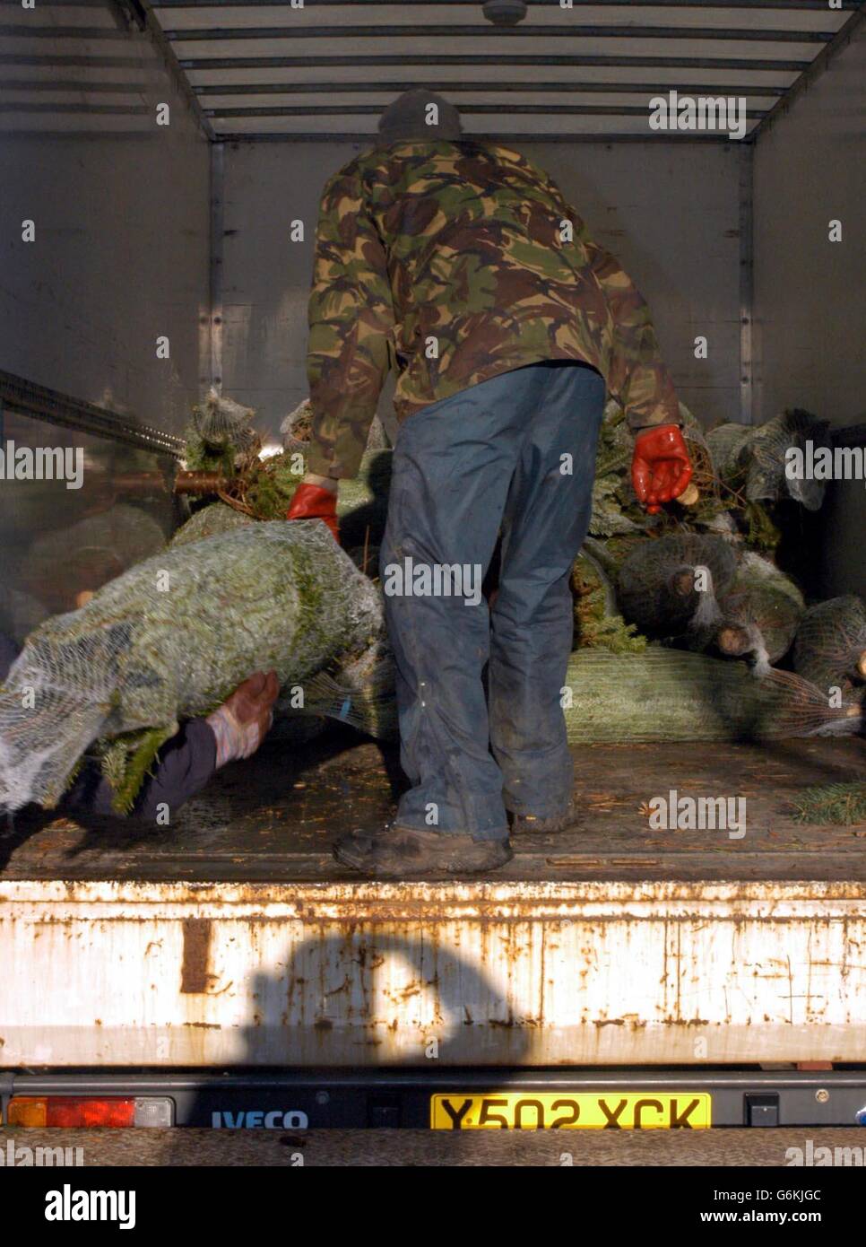 Yorkshire Christmas Trees Stock Photo Alamy