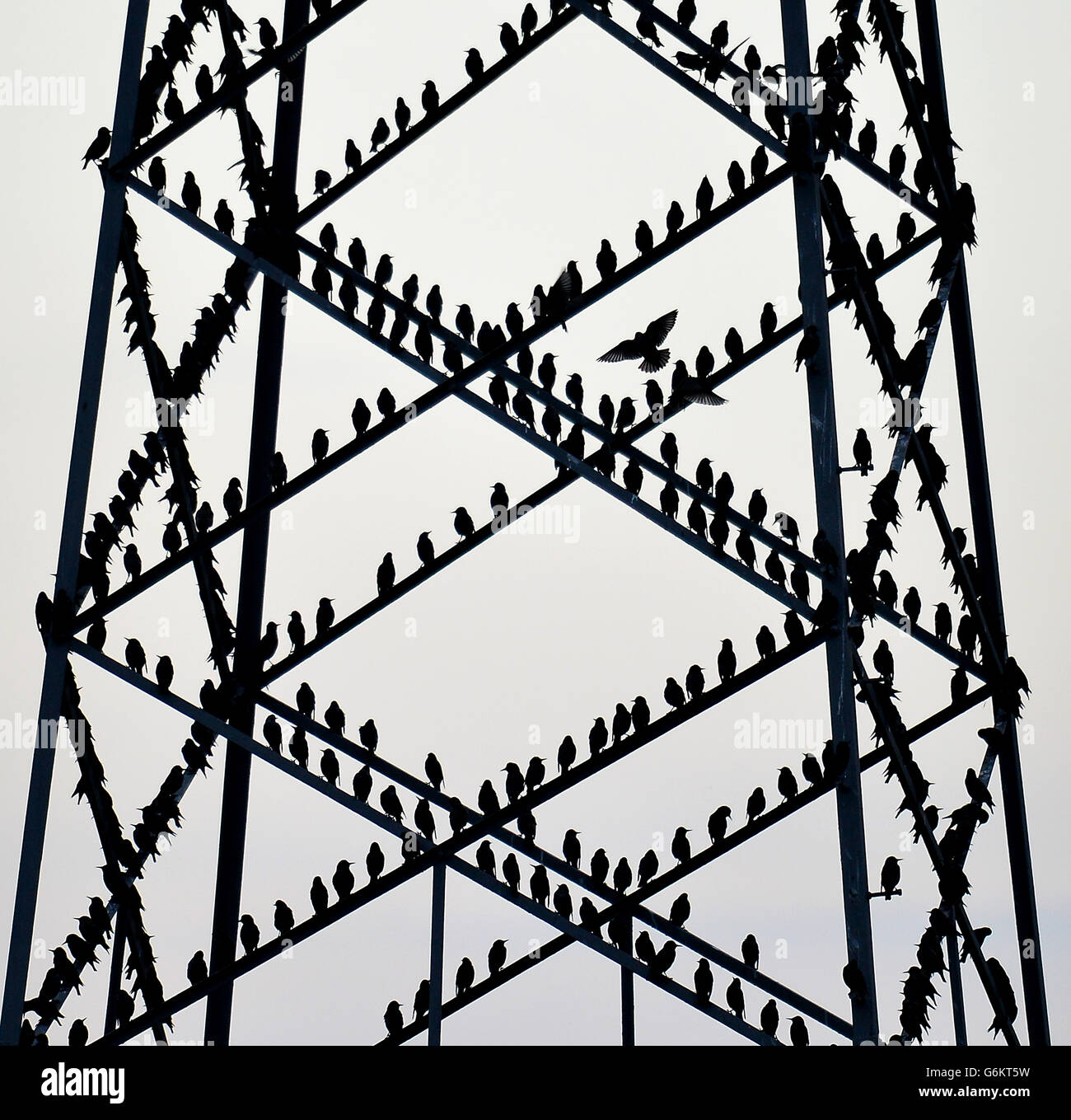 Starlings in the Scottish Borders Stock Photo Alamy