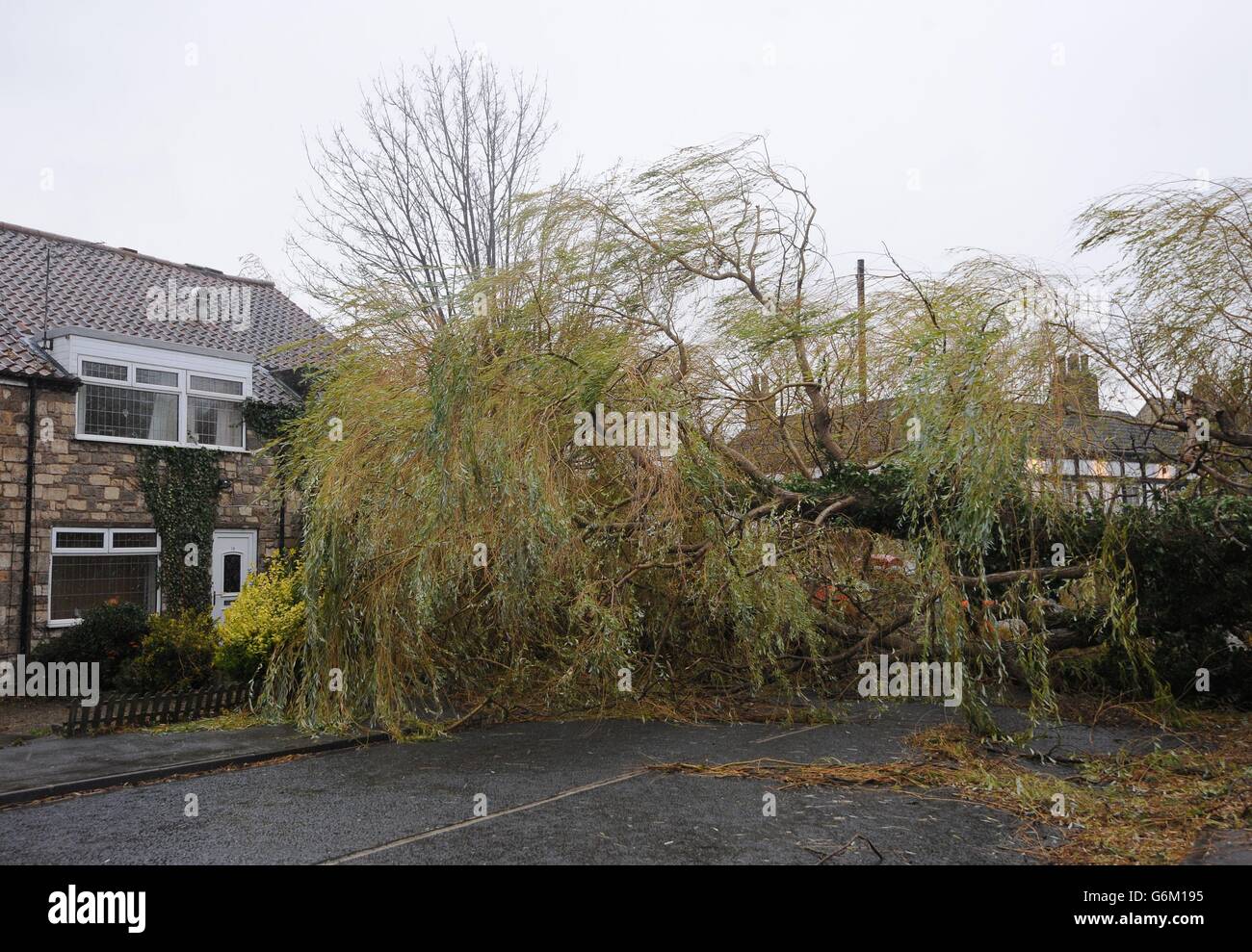A willow tree blocks the road where it has blown down narrowly missing a house in South Milford near Tadcaster, North Yorkshire. Stock Photo