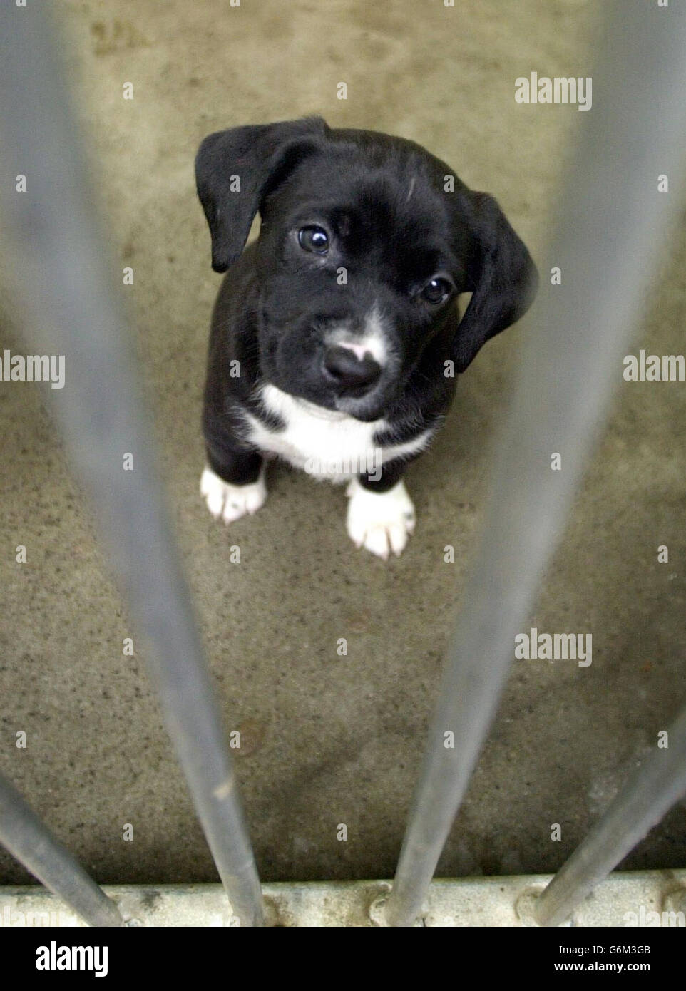 Dogs trust stafford 2025