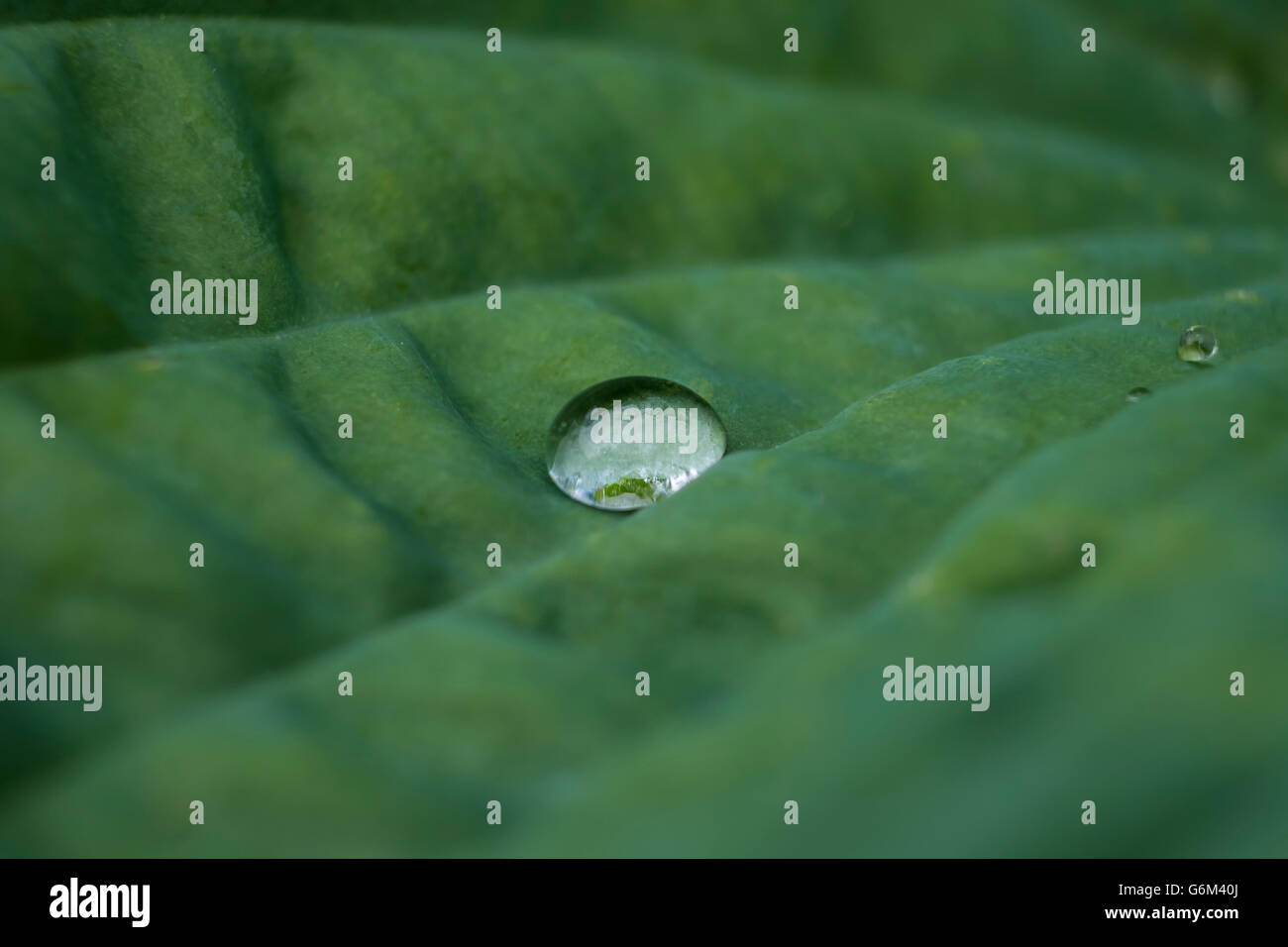 Large green Hosta plant leaf with focus on raindrop Stock Photo