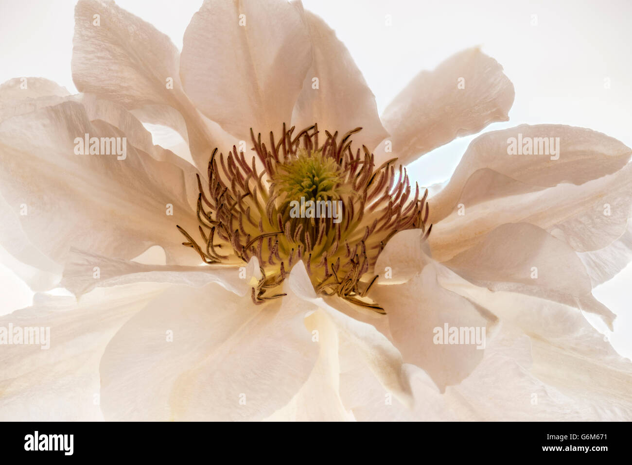 White Clematis. This white Clematis flower has been isolated and back lit to show its beauty and delicate petal structure Stock Photo