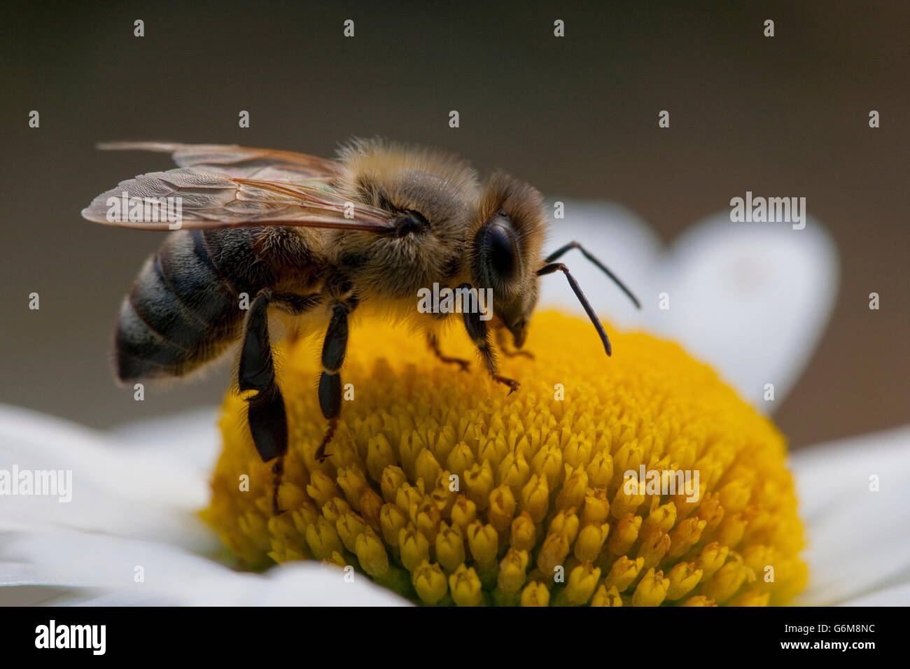 European honey bee, ox-eye daisy, Germany / (Apis mellifera)(Leucanthemum vulgare) Stock Photo