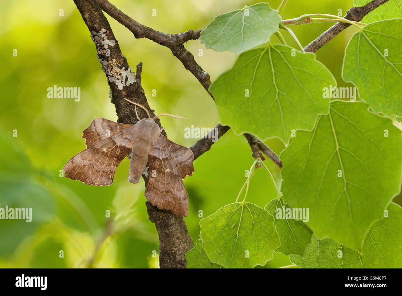 Poplar Hawk-moth, common aspen, Germany / (Laothoe populi) (Populus tremula) Stock Photo