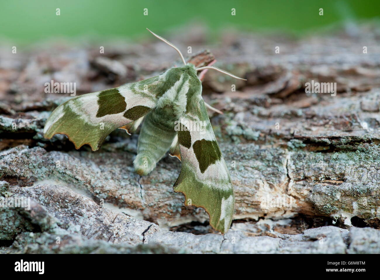 Lime Hawk-moth, Germany / (Mimas tiliae) Stock Photo