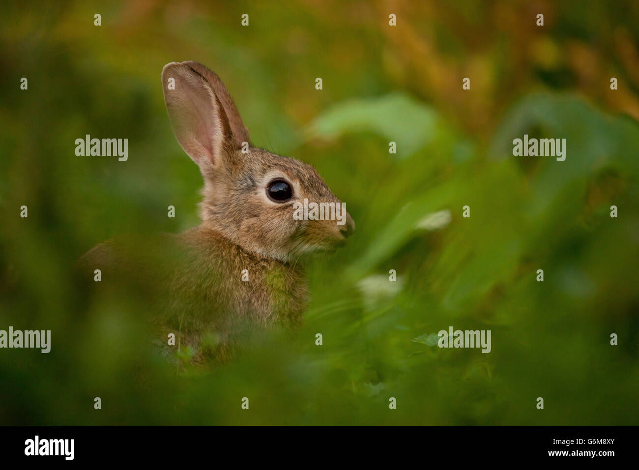 European rabbit, Germany / (Oryctolagus cuniculus) Stock Photo
