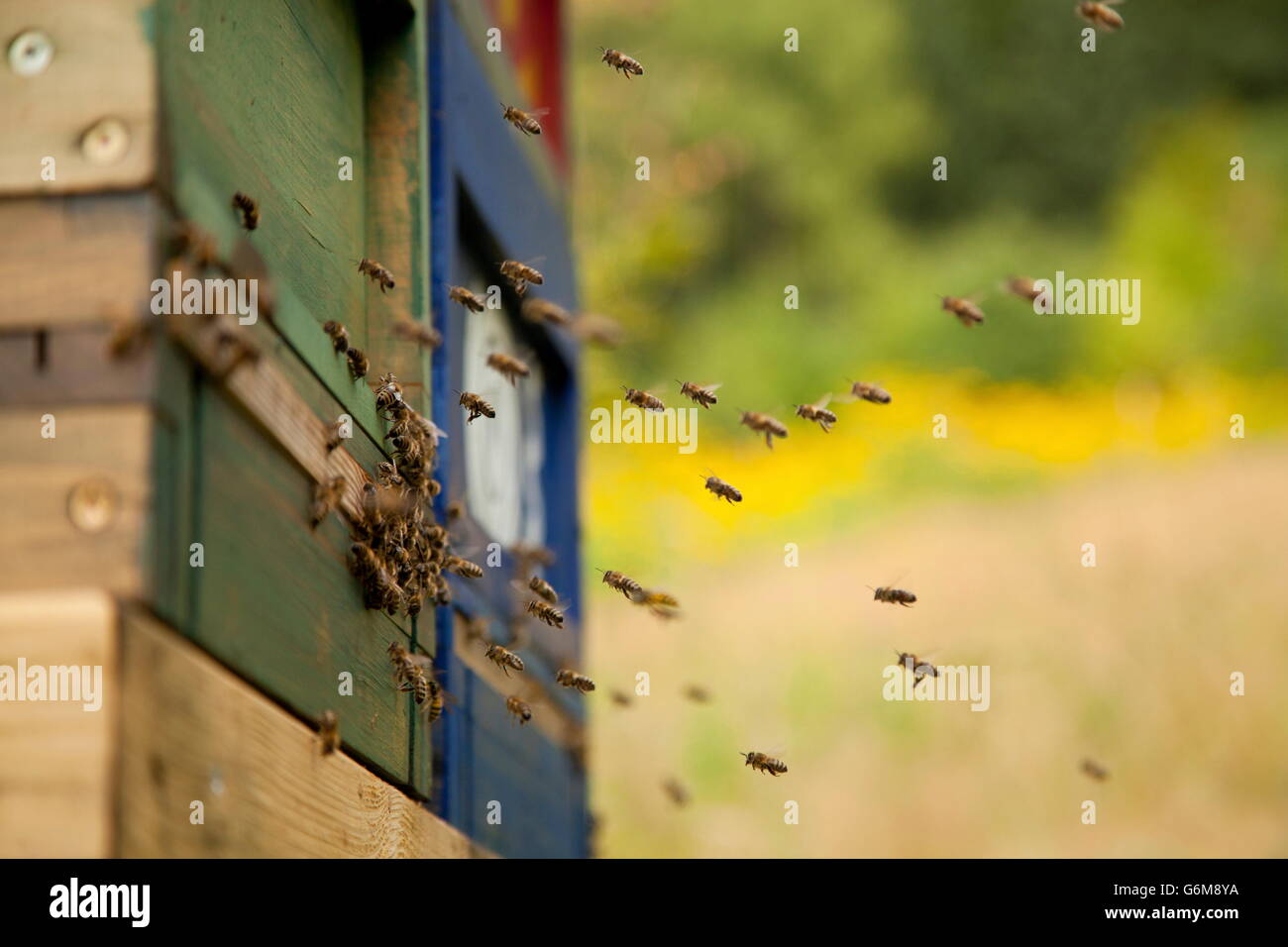 European honey bee, apiary, Germany / (Apis mellifera) Stock Photo