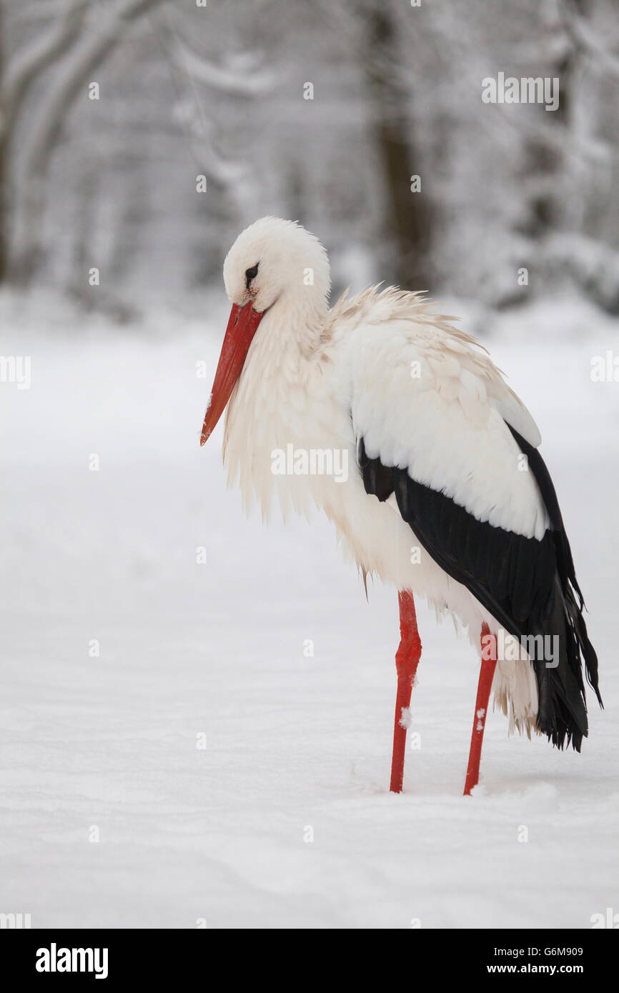 white stork, snow, Germany / (Ciconia ciconia) Stock Photo