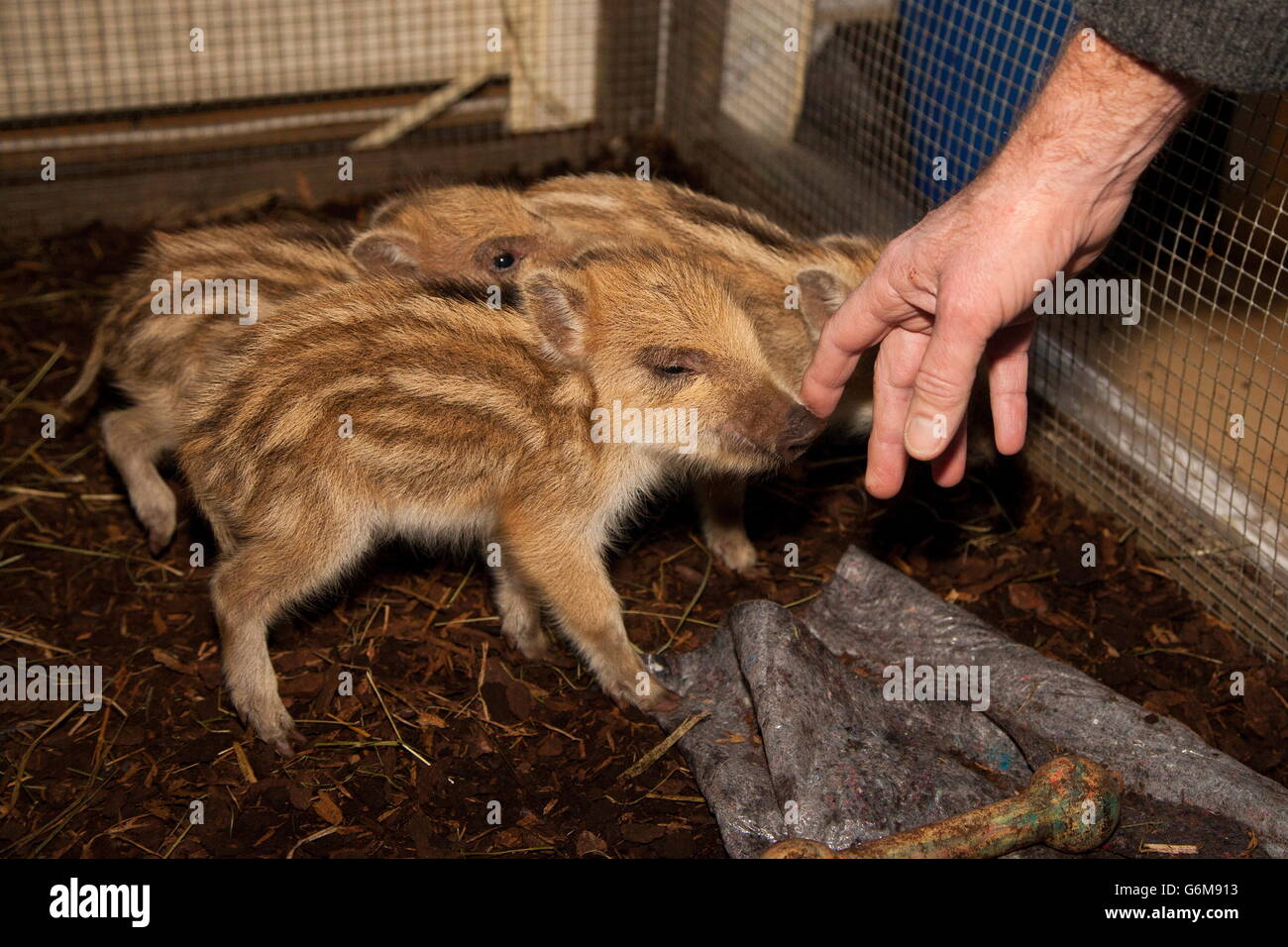 Wild boar, captive hand raising, Germany / (Sus scrofa) Stock Photo
