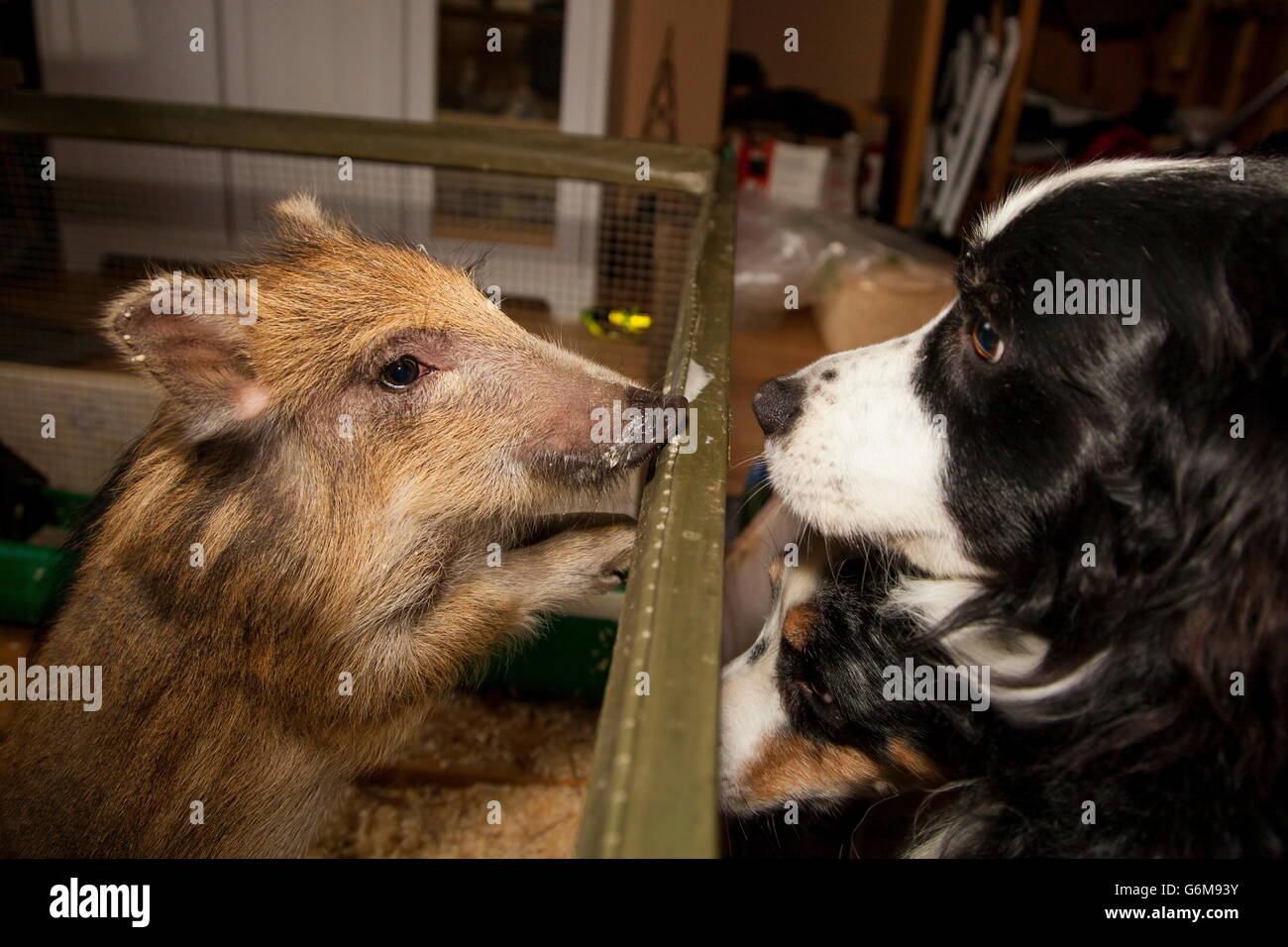 Wild boar, dog, Germany / (Sus scrofa) Stock Photo