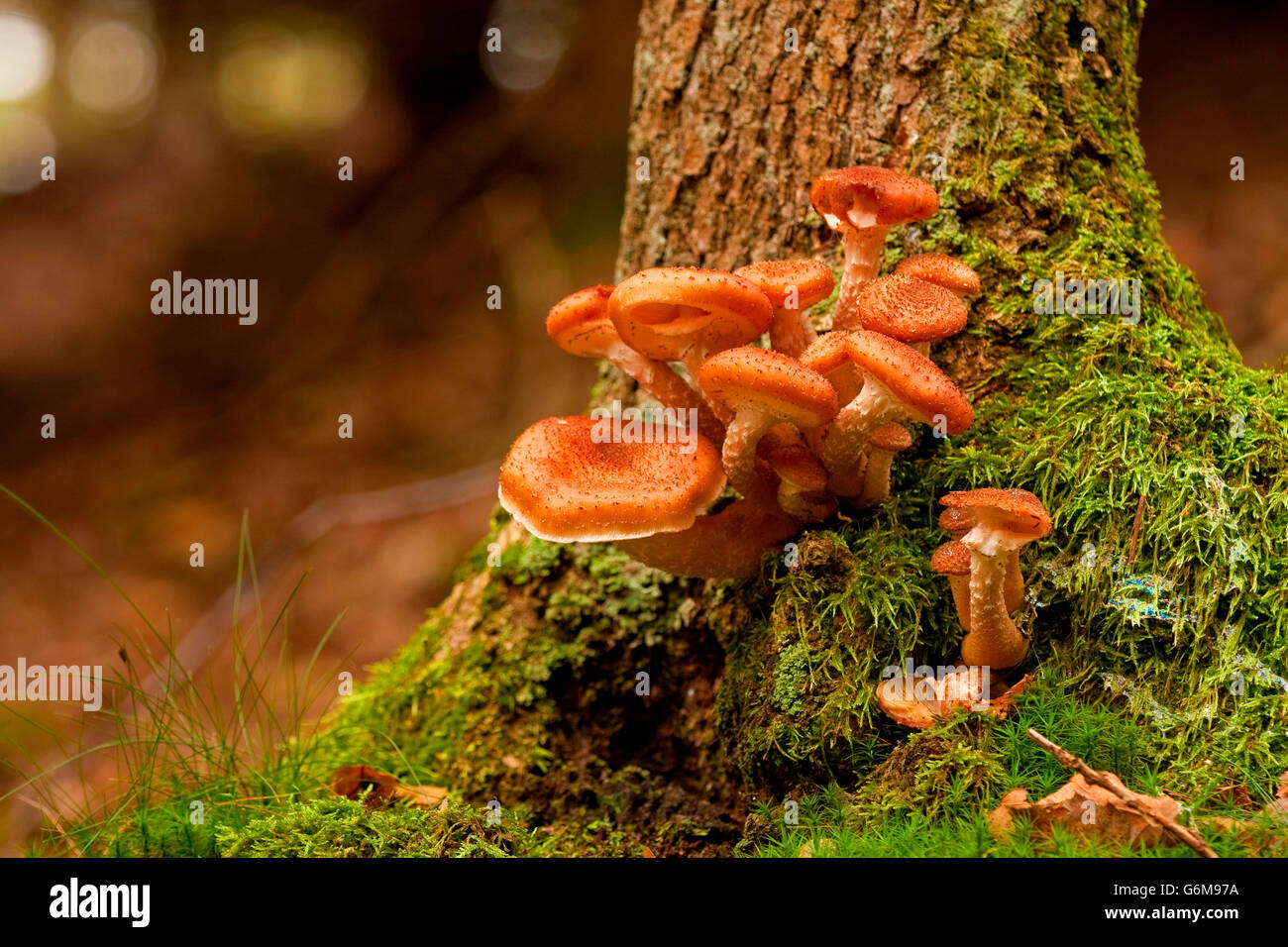 Armillaria ostoyae, Germany / (Armillaria solidipes) Stock Photo