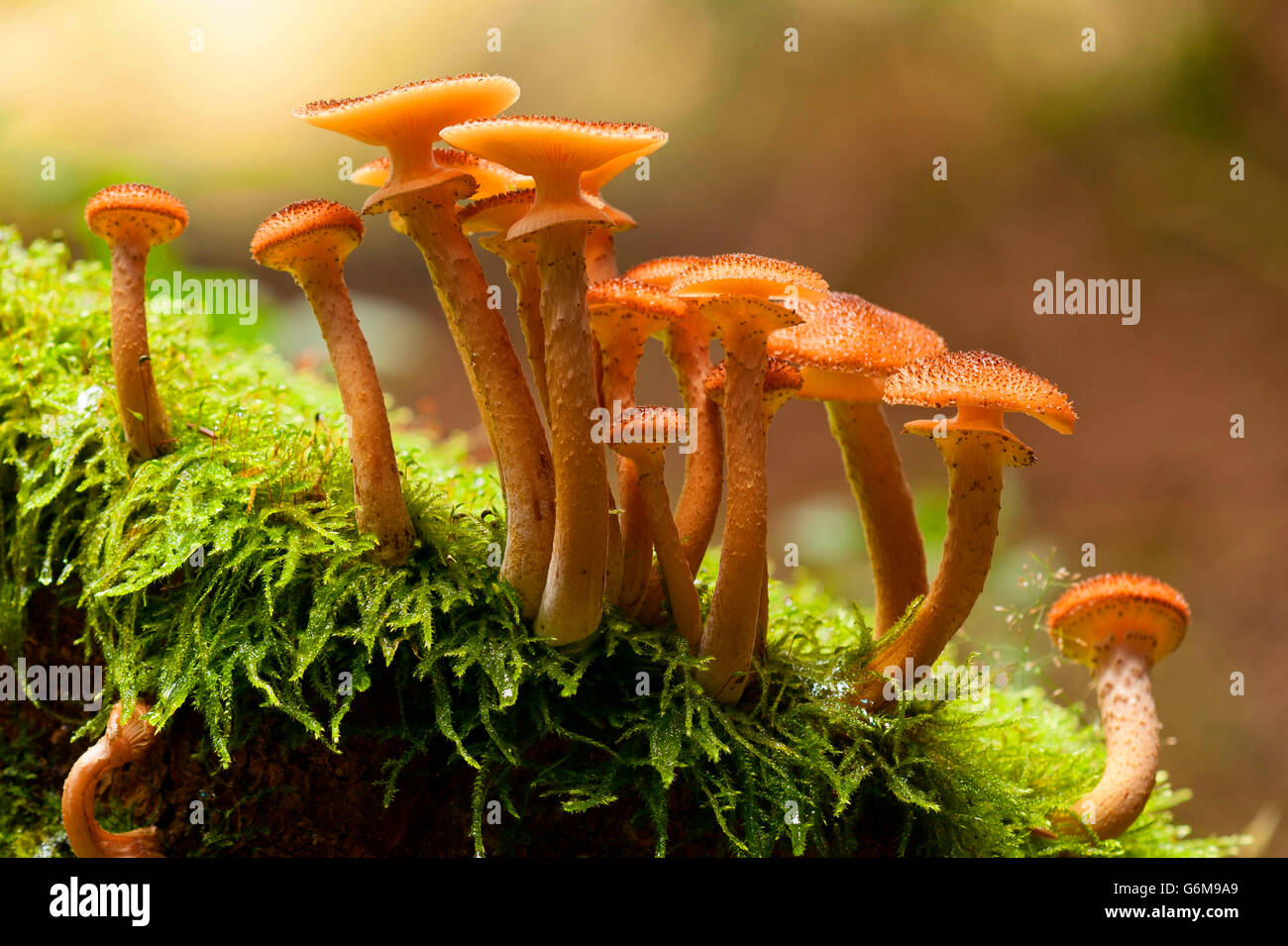 Armillaria ostoyae, Germany / (Armillaria solidipes) Stock Photo