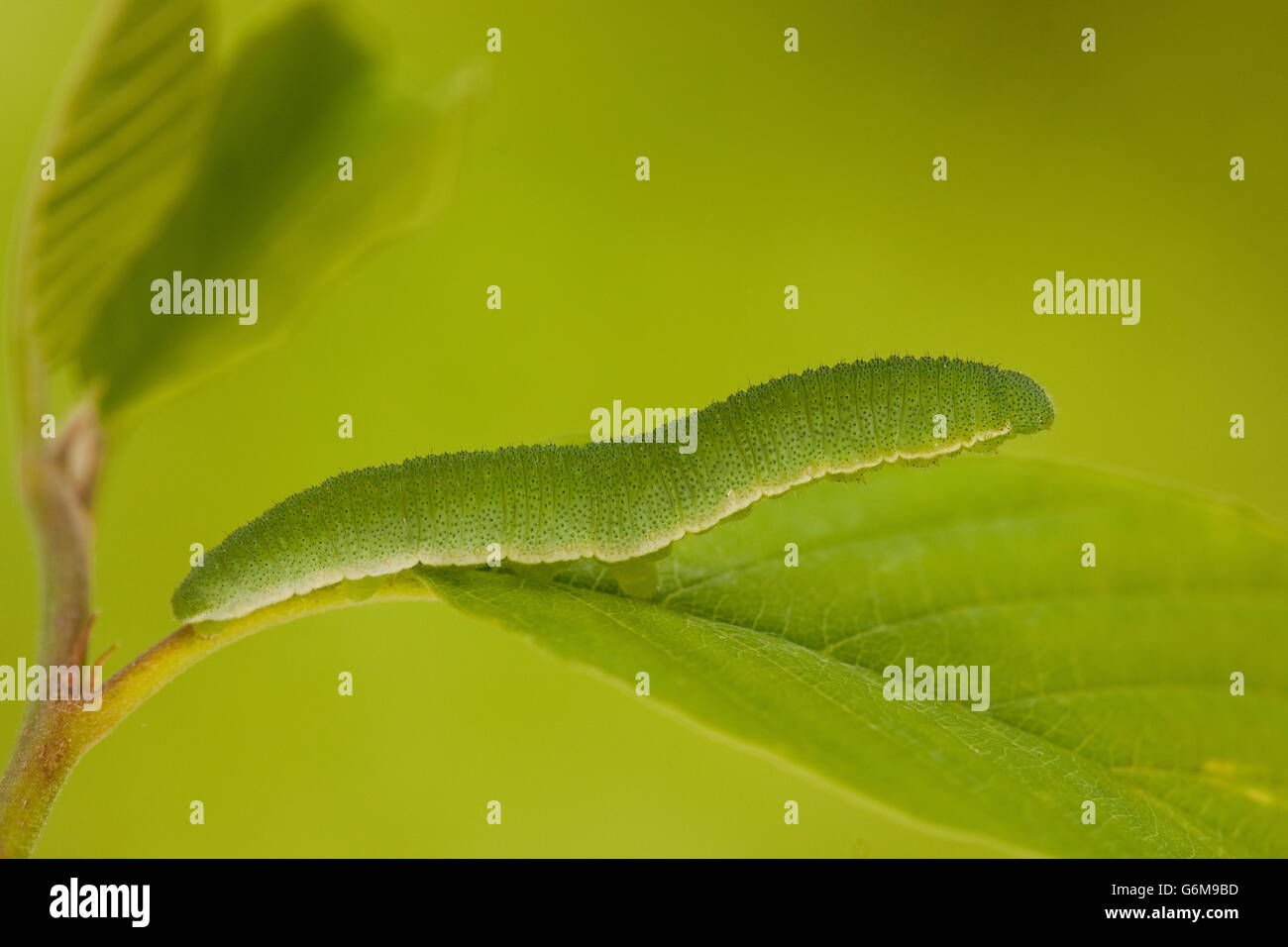 Common Brimstone, caterpillar, Germany / (Gonepteryx rhamni Stock Photo Alamy