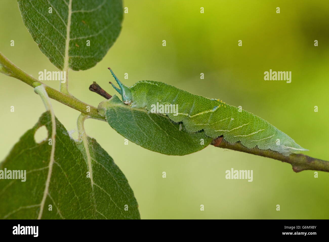 Purple Emperor, Caterpillar, goat willow, Germany / (Apatura iris