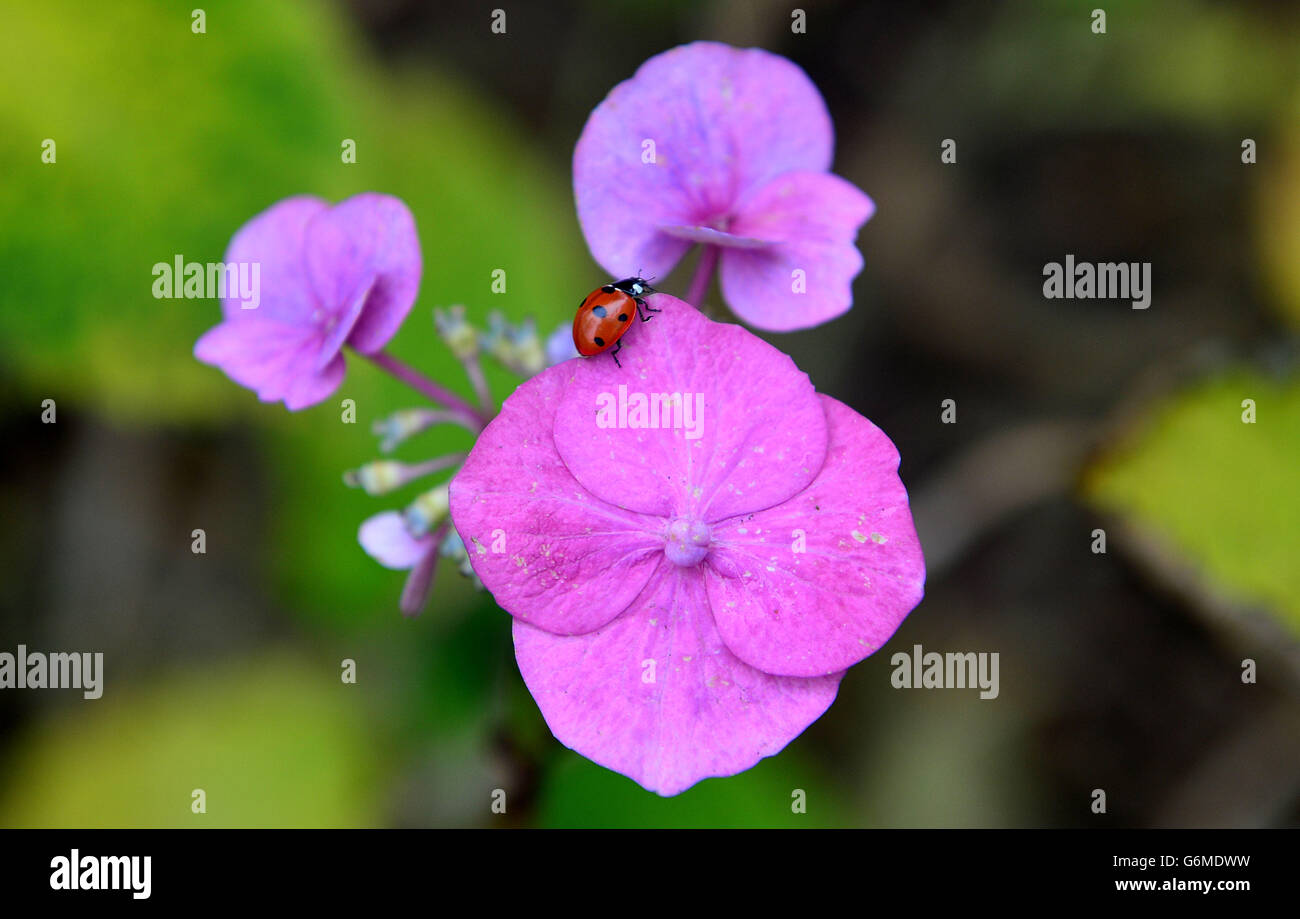 Warmer temperatures seem to be confusing the flowers and wildlife, a ladybird on a flower in Whitley bay, North Tyneside. Stock Photo