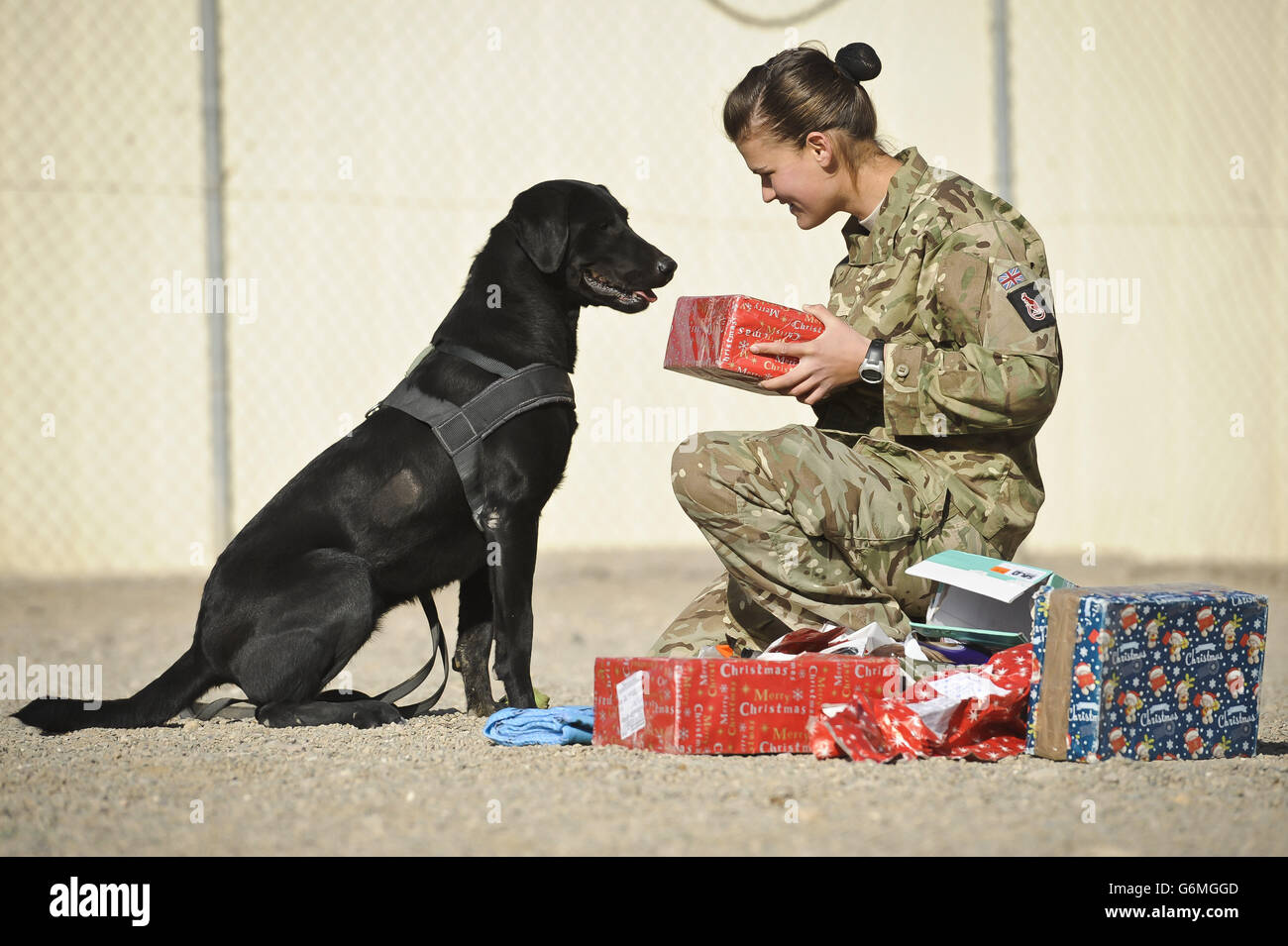 Private Zina Saunders, a dog handler with 1 Military Working Dogs, gives Hazel, who works as a search dog Christmas presents which were sent by the handler's friends and family in the UK. Stock Photo