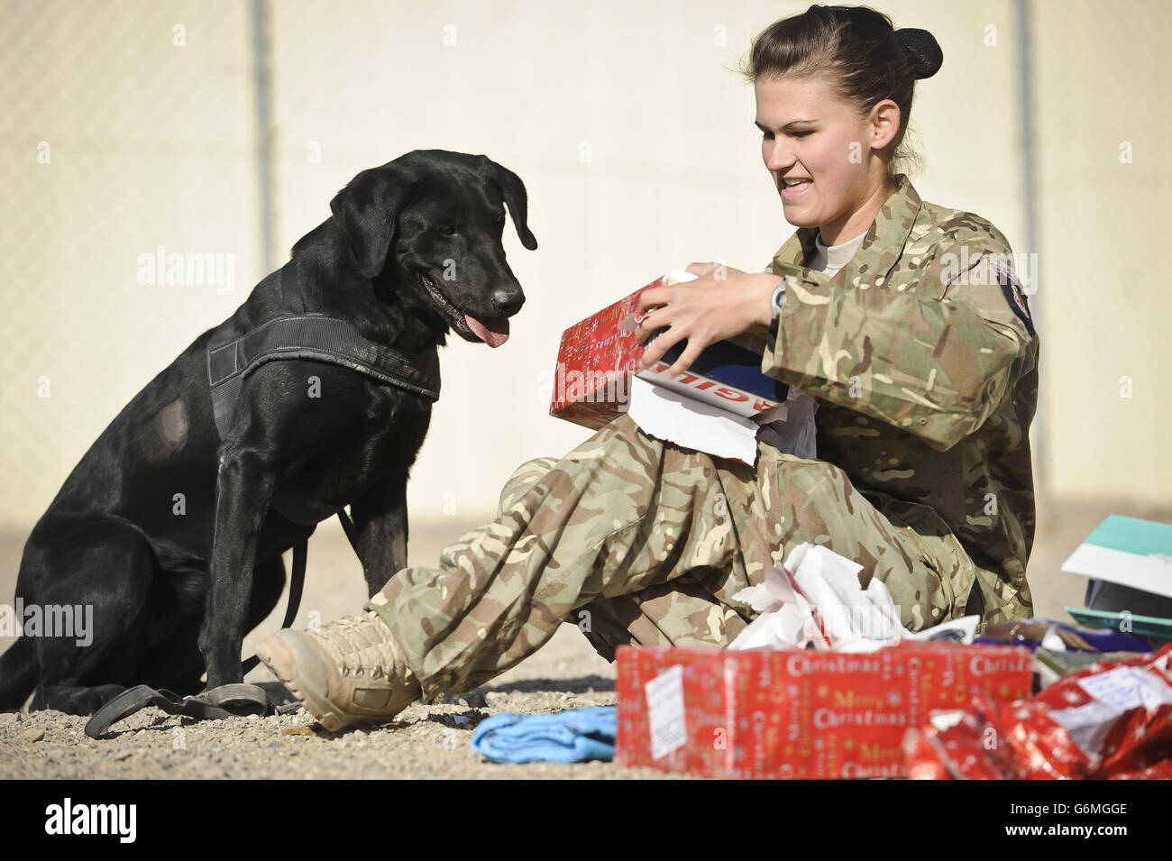 Private Zina Saunders, a dog handler with 1 Military Working Dogs, gives Hazel, who works as a search dog Christmas presents which were sent by the handler's friends and family in the UK. Stock Photo