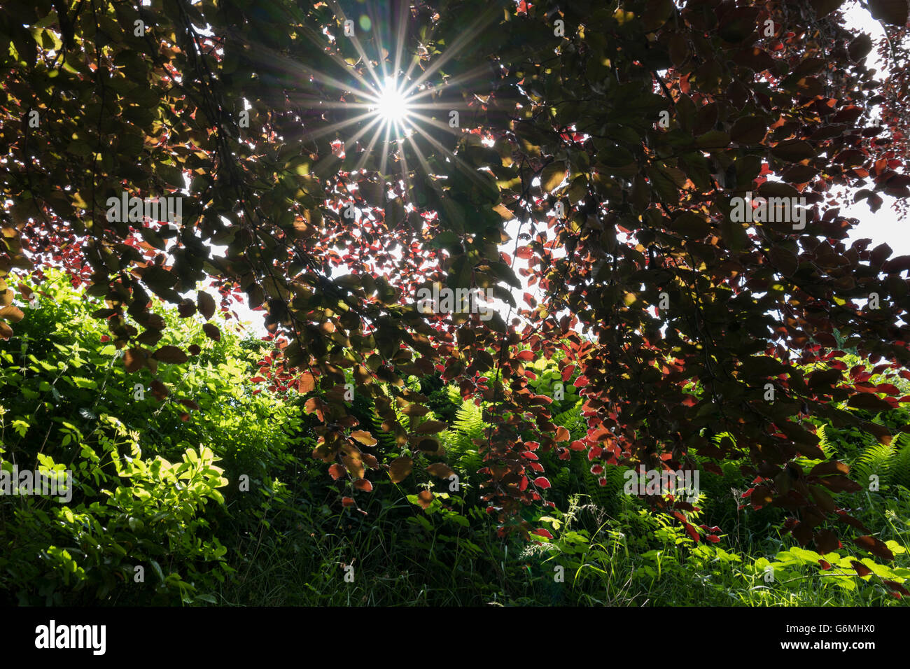 Sunburst through Copper Beech leaves. Stock Photo