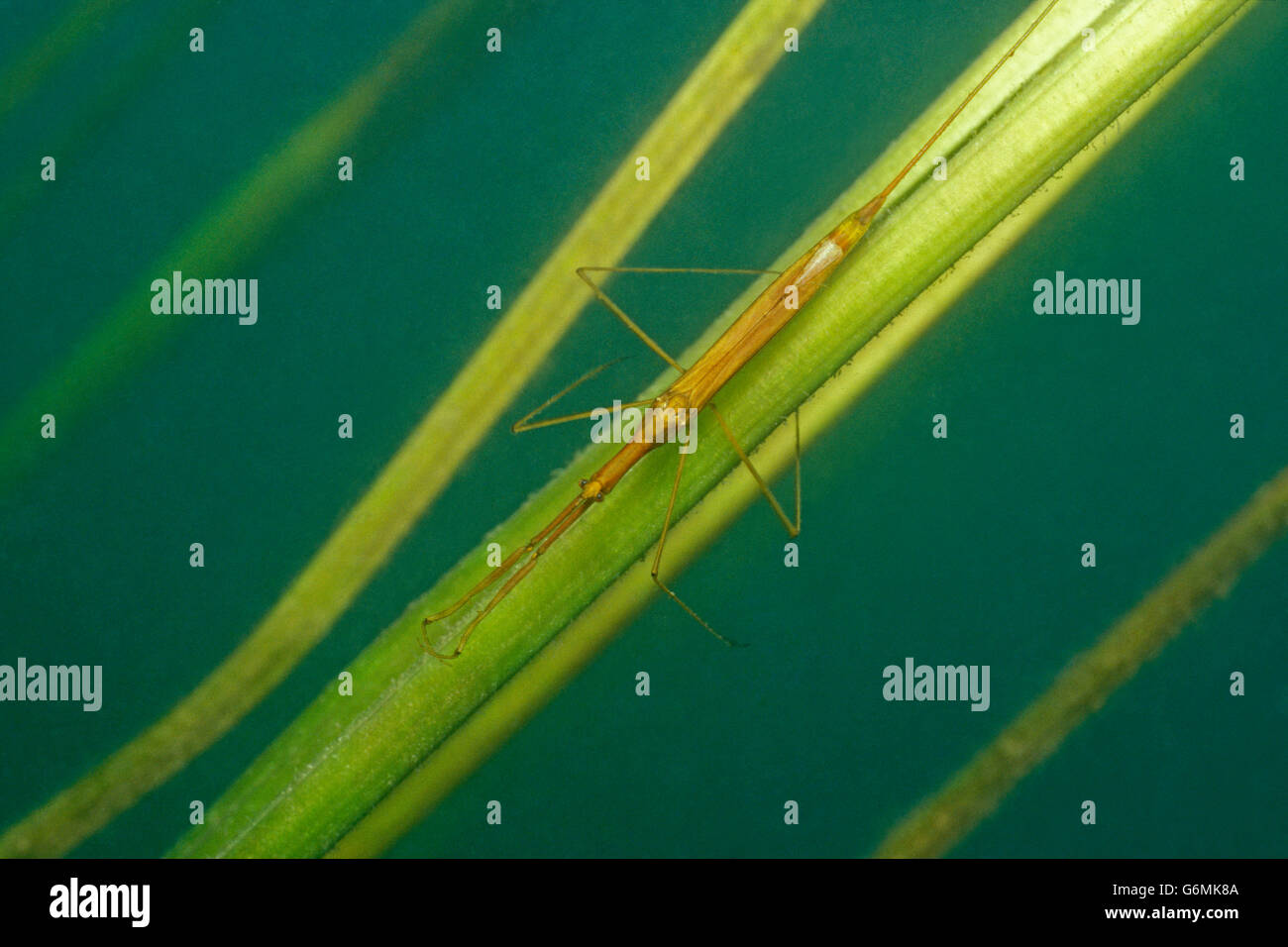 Water stick-insect, Baden-Wurttemberg, Germany / (Ranatra linearis) Stock Photo