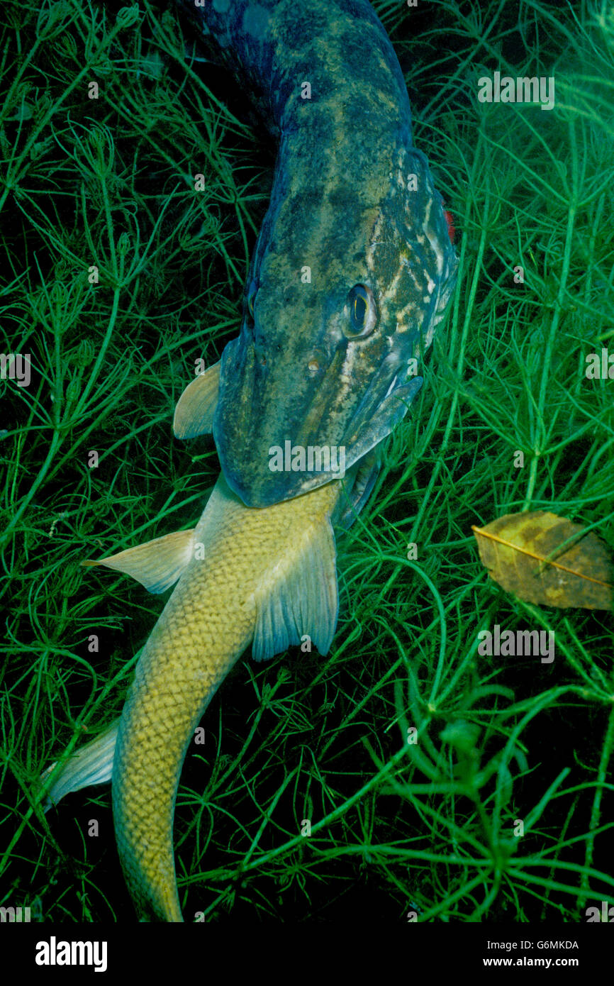 Northern Pike eating Common Barbel, Baden-Wurttemberg, Germany / (Esox lucius), (Barbus barbus) Stock Photo