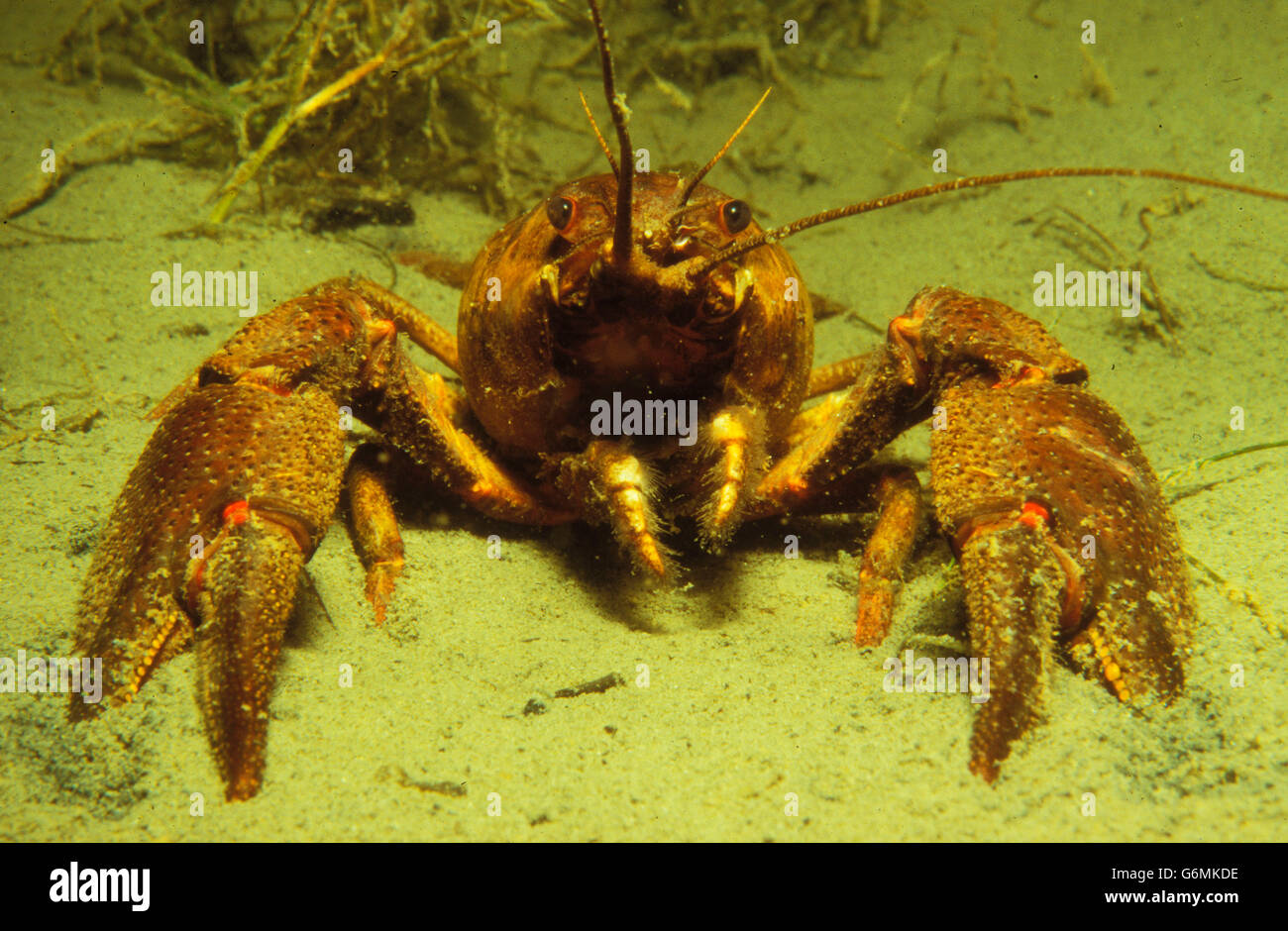 European Crayfish / (Astacus astacus) Stock Photo