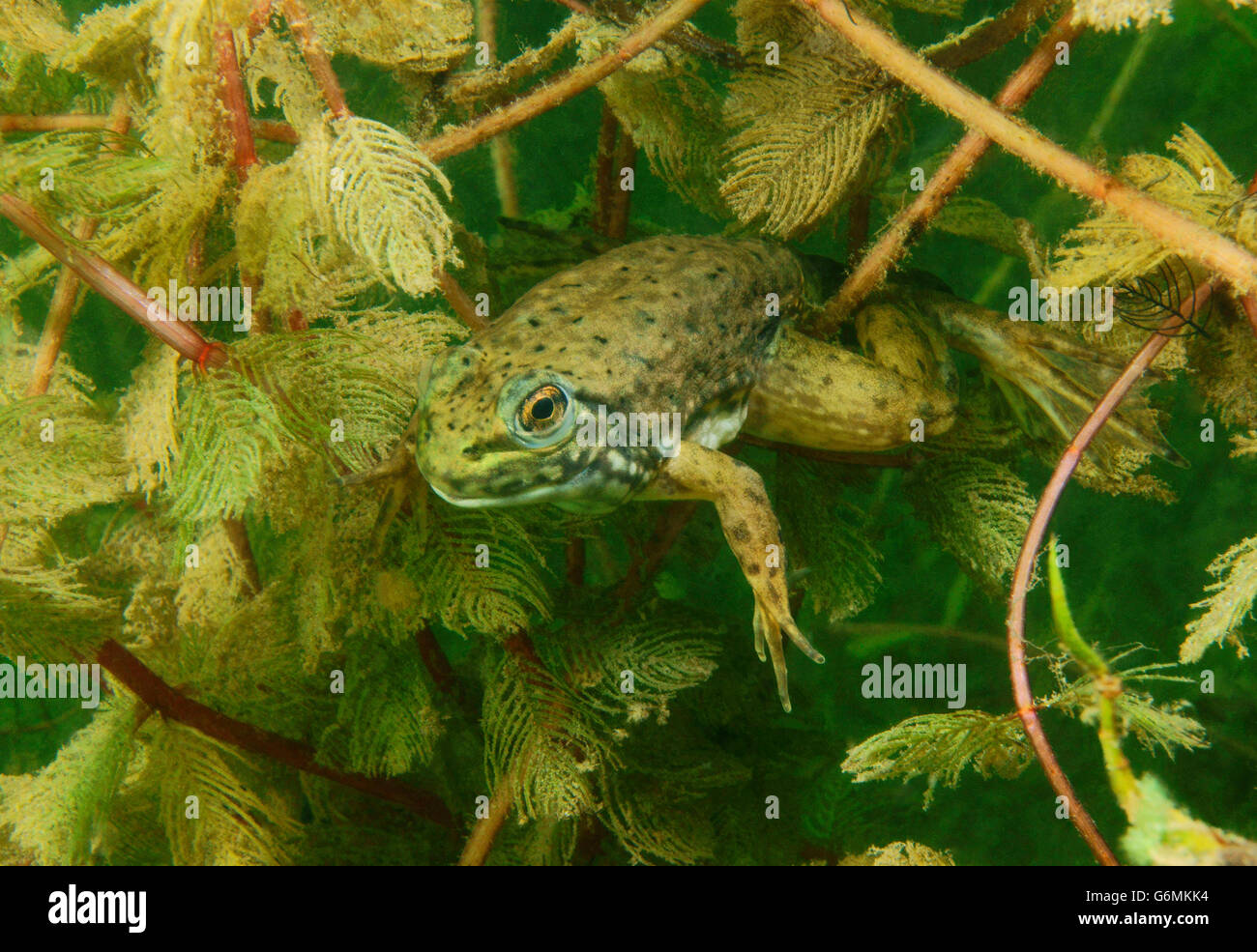 Bullfrog tadpole baden wurttemberg germany rana hires stock