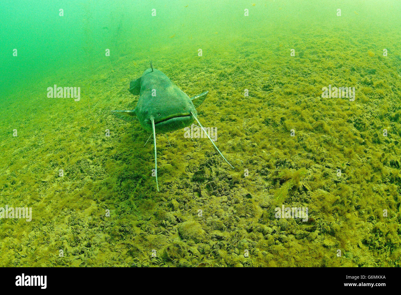 Sheatfish, Lake Constance, Germany / (Silurus glanis) Stock Photo