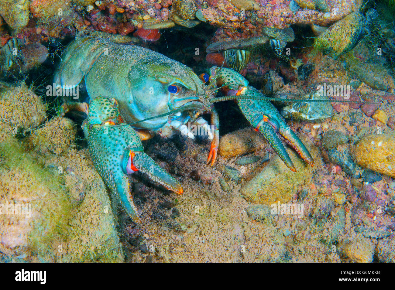 European Crayfish, blue variety, Thuringia, Germany / (Astacus astacus) Stock Photo
