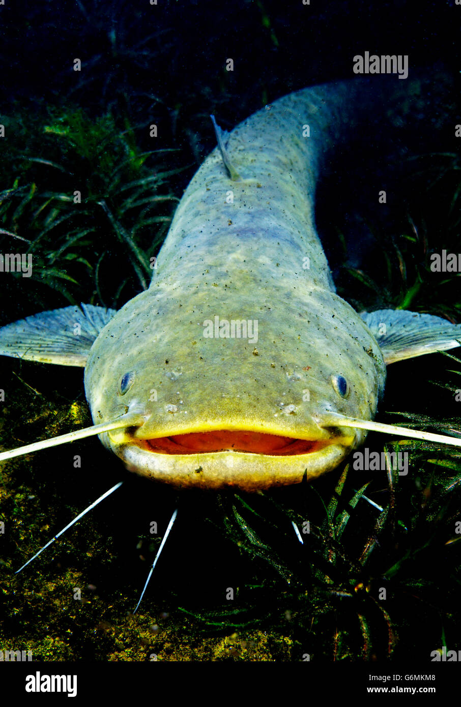 wels catfish, Silurus glanis Stock Photo