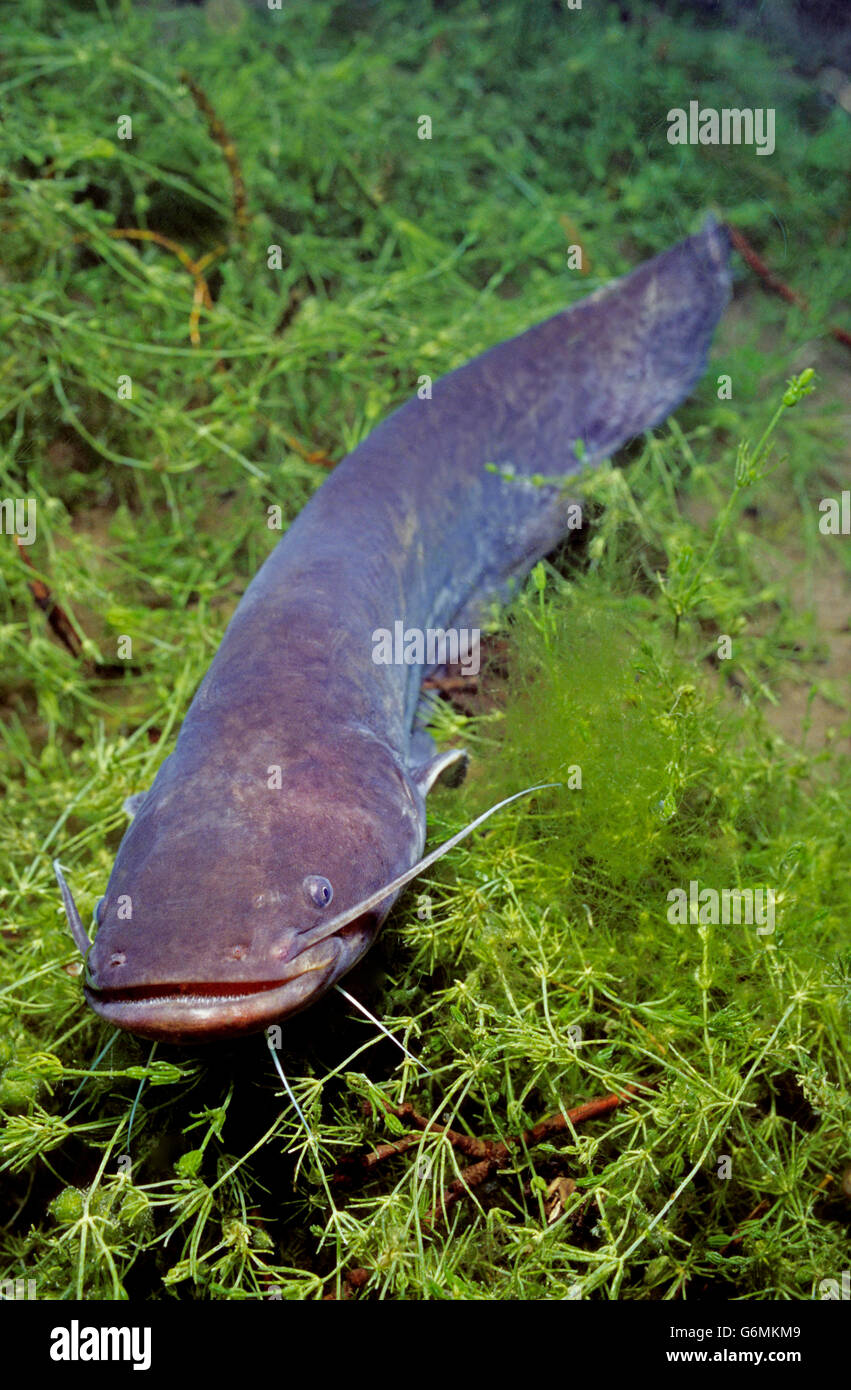 wels catfish, Silurus glanis, Carinthia, Austria Stock Photo