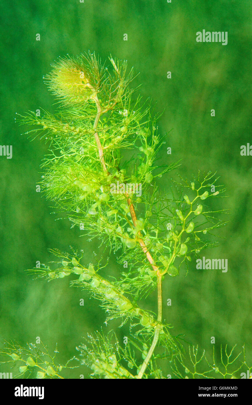 Bladderwort, Baden-Wurttemberg, Germany Stock Photo