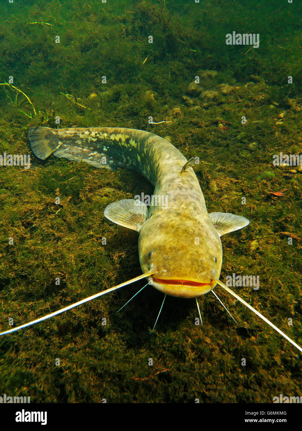 wels catfish, Silurus glanis, Baden-Wurttemberg, Germany Stock Photo