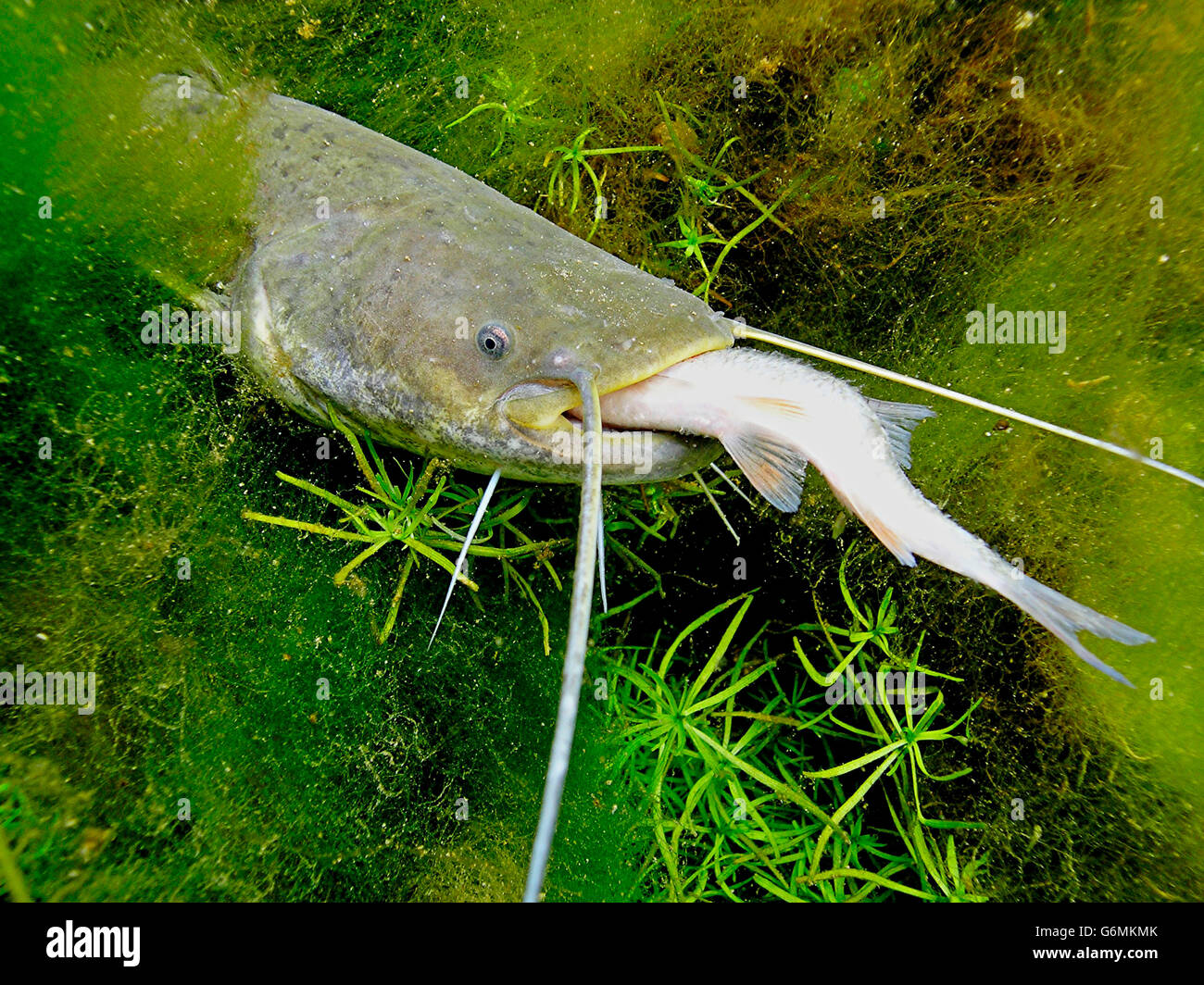 wels catfish, Silurus glanis Stock Photo
