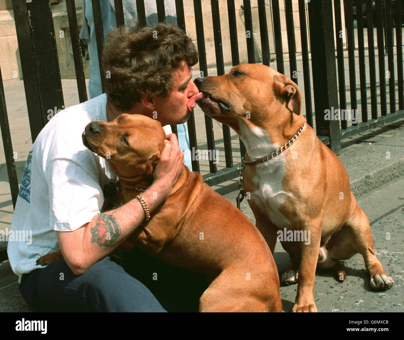 Anthony Hawkins, from Poplar, East London, outside the House of Commons, with his Pit Bull Terriers, Floyd, 16 months (right) and Mizzi, 13 months. Stock Photo