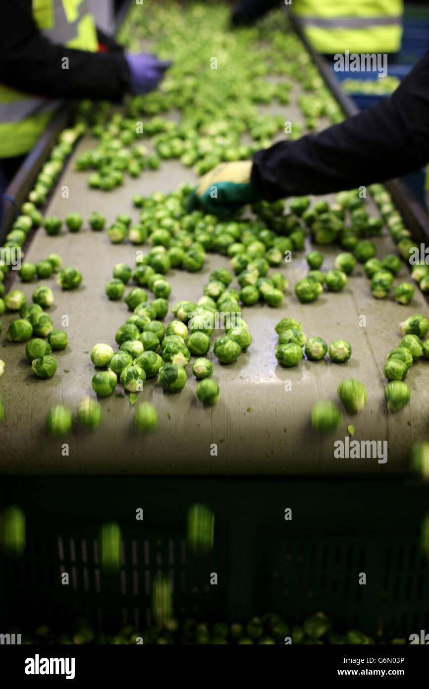 Weldon farm prepares for Christmas Stock Photo Alamy