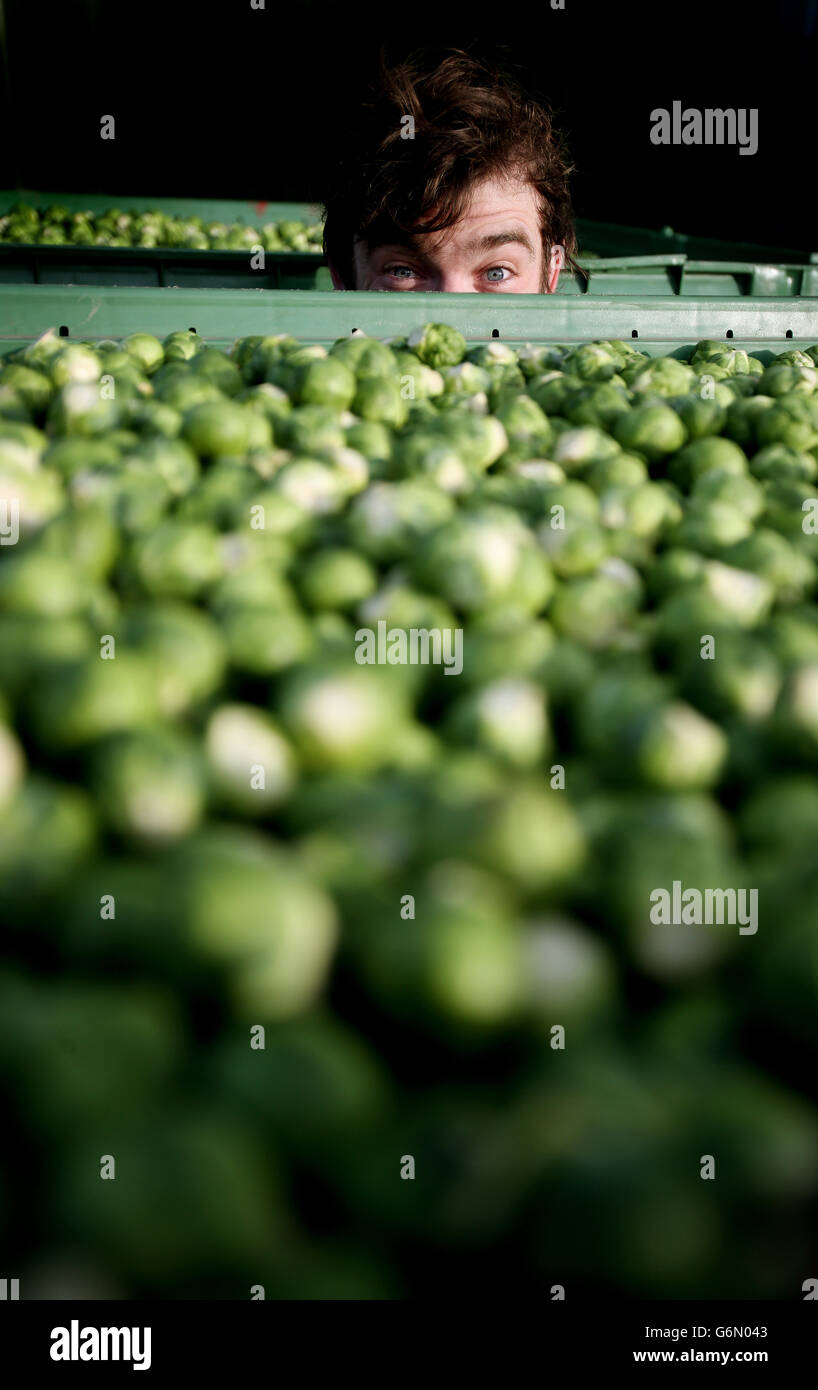 Weldon farm prepares for Christmas Stock Photo Alamy