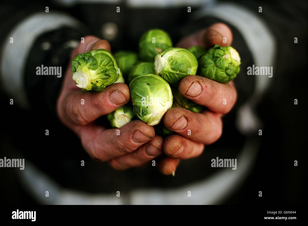 Brussels sprouts, grown on the Weldon family farm in Balheary, Co. Dublin, are being prepared for supermarkets to sell over Christmas. Stock Photo