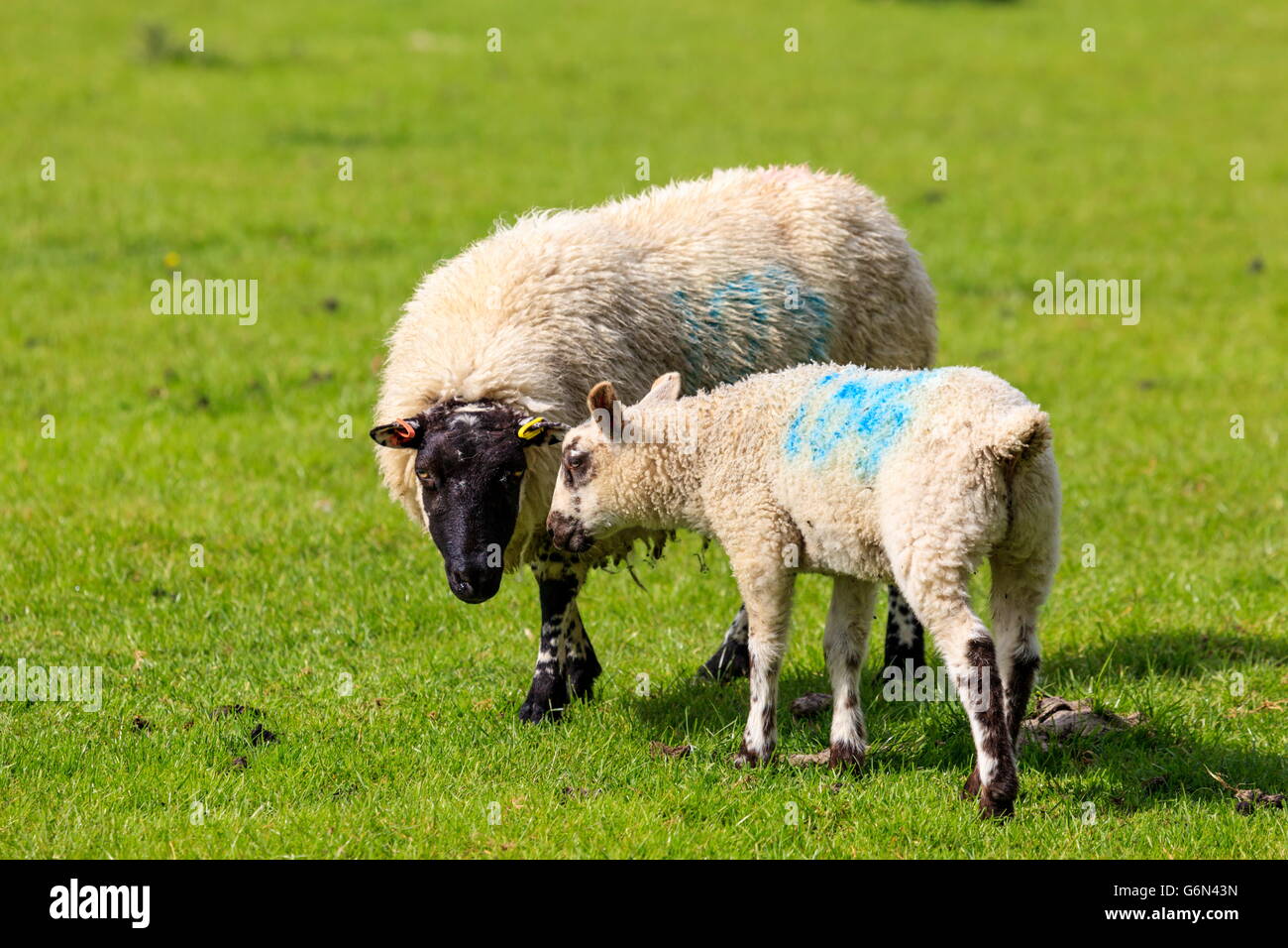 A young lamb and its mother standing in a field Stock Photo - Alamy