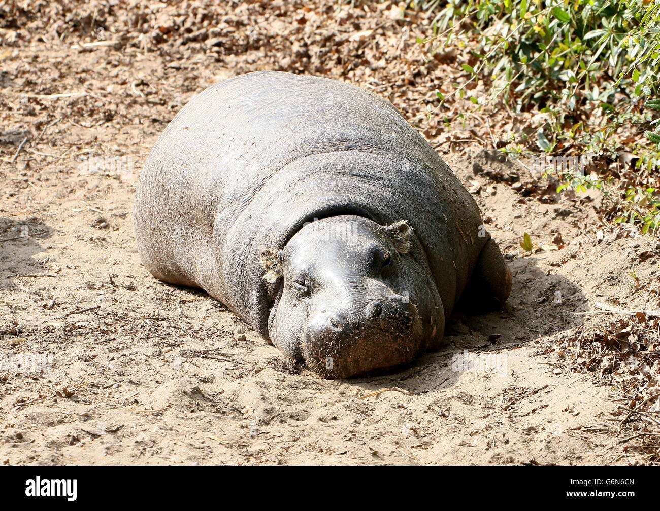 West African Pygmy hippopotamus (Hexaprotodon liberiensis, Choeropsis liberiensis) taking a nap on the shore in the sun Stock Photo